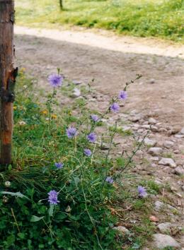 Wegwarte am Bayerweg