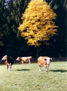 Herbstweide